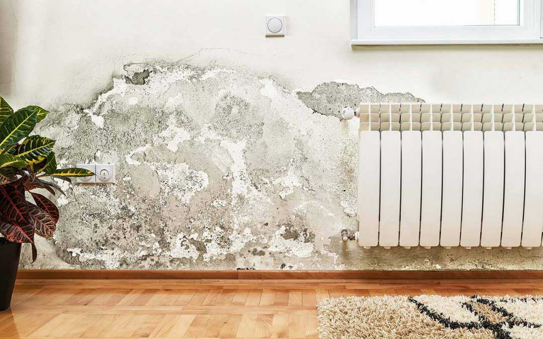 What Do Home Inspectors Need to Know About Mold?