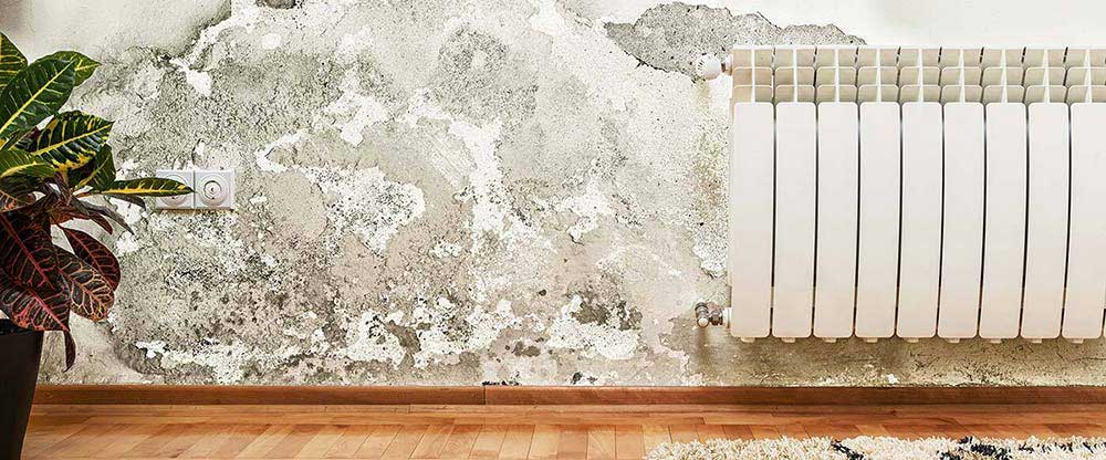 Mold home inspector mold