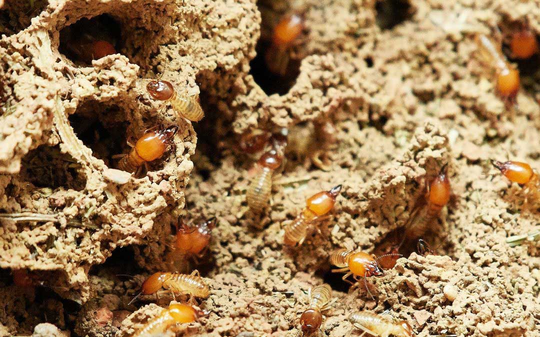 What Do Home Inspectors Need to Know About Termites?