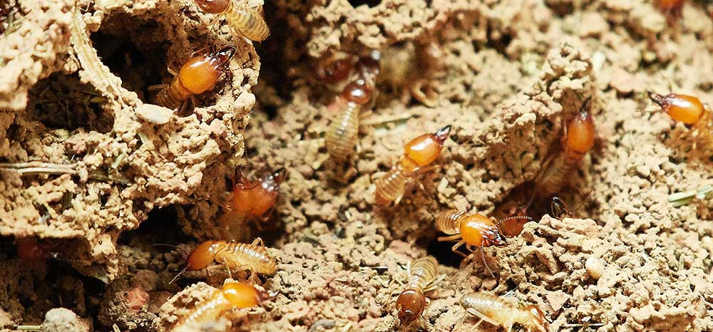 termites-and-home-inspectors termite inspection